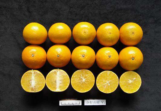 少核贡柑品种好不好？