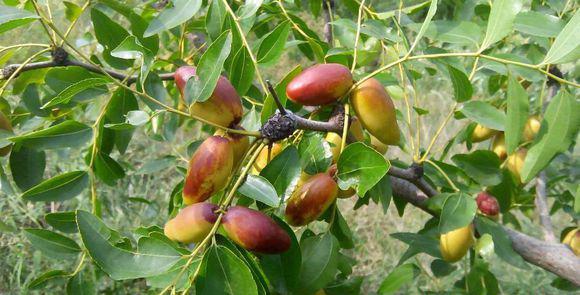 银枣1号枣树品种好不好？