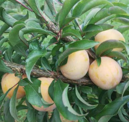 蜜黄李品种好不好？