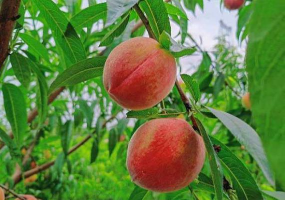 夏满蜜桃桃树品种好不好？