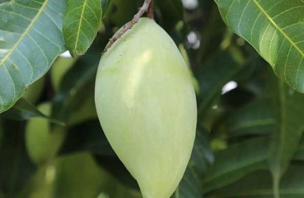 南逗迈4号芒果品种好不好？