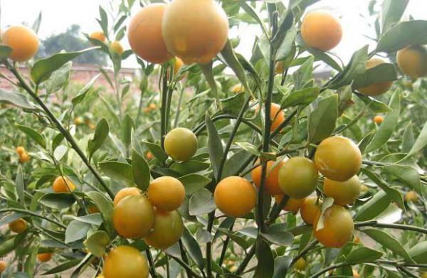 金秋早金桔品种好不好？