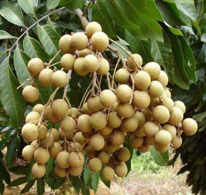 泉龙222龙眼品种好不好？
