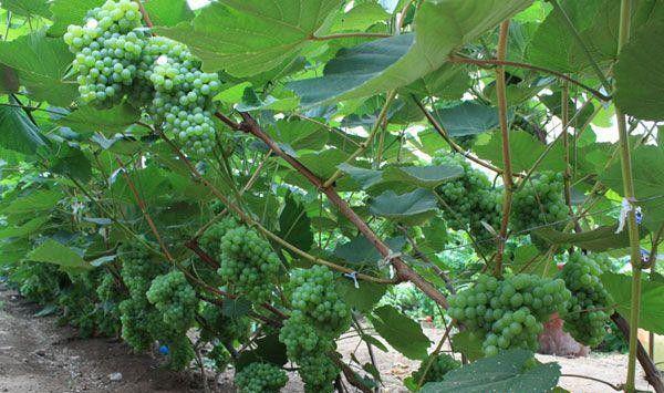 弗雷尔葡萄品种好不好？