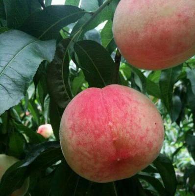 京陇7号桃树品种好不好？