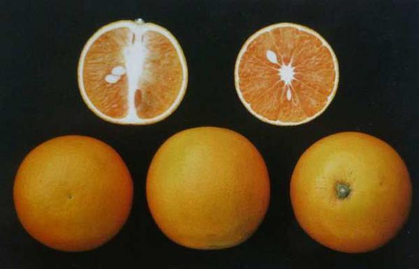 少核红橙品种好不好？