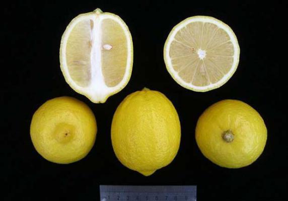 粤引尤力克柠檬品种好不好？