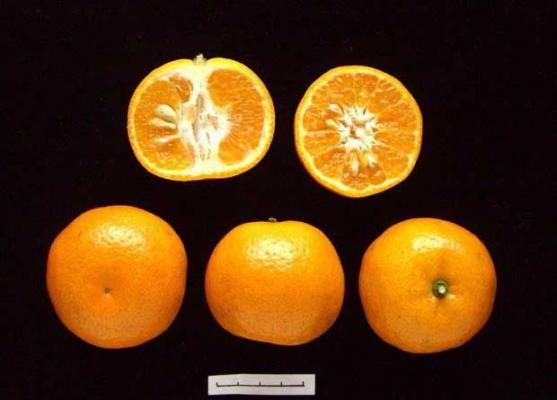 粤英甜桔品种好不好？