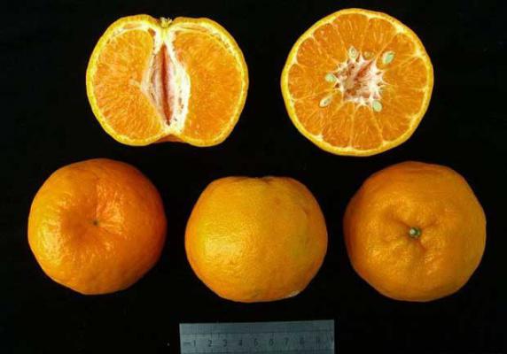 粤优椪柑品种好不好？