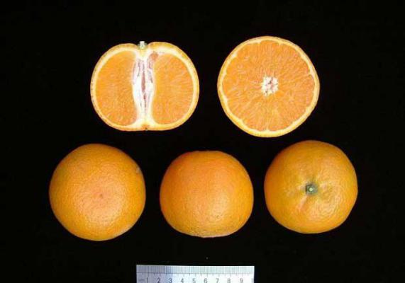 粤丰蕉柑品种好不好？