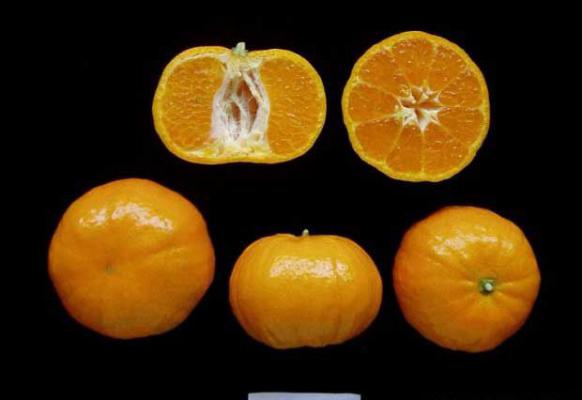 明柳甜桔品种好不好？