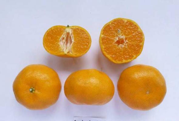 紫金春甜桔品种好不好？