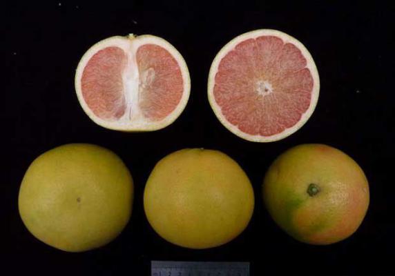 粤引星路比葡萄柚品种好不好？