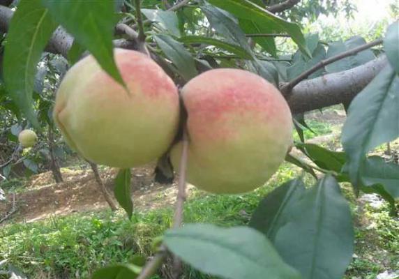 秋蜜桃1号桃树品种好不好？