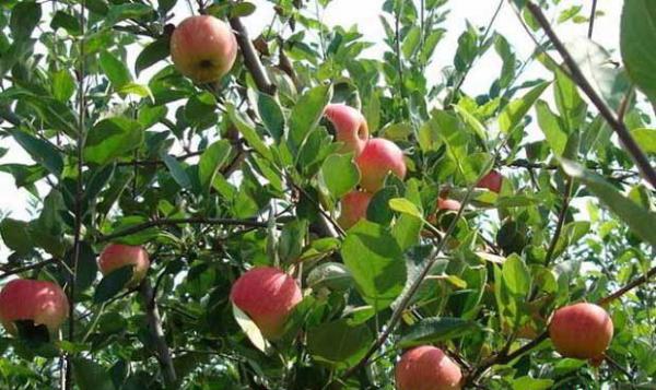 黔选3号苹果品种好不好？