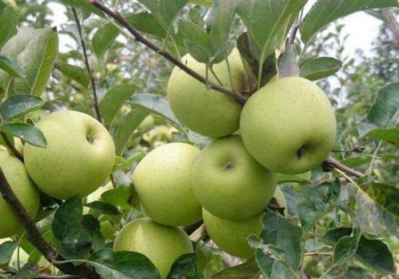 丰帅苹果品种好不好？