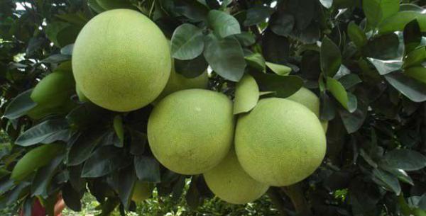 安江早香柚柚子品种好不好？