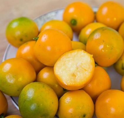 滑皮金柑柑橘品种好不好？