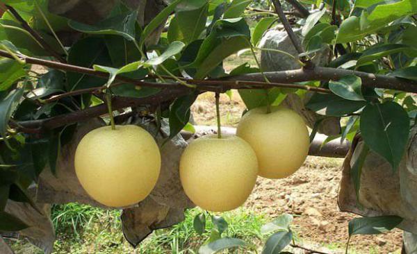 新泉梨梨树品种好不好？