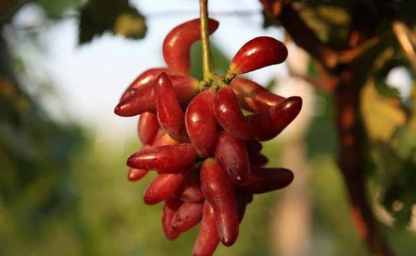 小辣椒葡萄品种好不好？