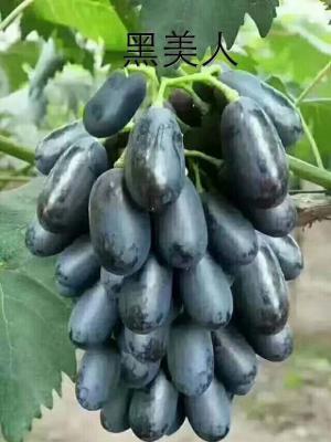 黑美人葡萄品种好不好？