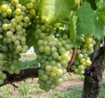 卡洛斯葡萄品种好不好？