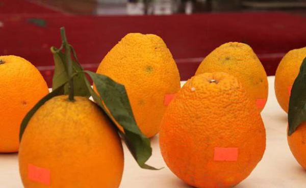 梨形橙橙子品种好不好？