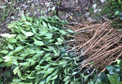 蒲江香橙柑橘砧木品种好不好？