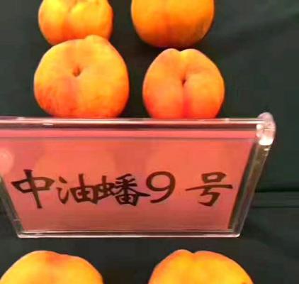 中油蟠9号桃品种好不好？