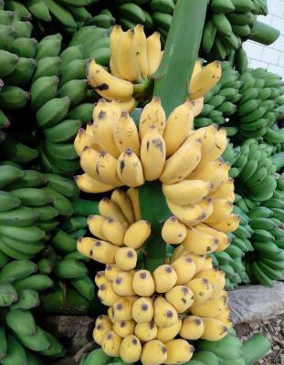 桂鸡蕉1号香蕉品种好不好？
