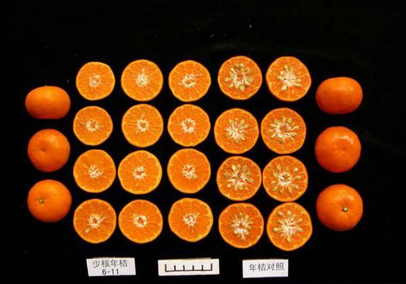 少核年桔柑橘品种好不好？
