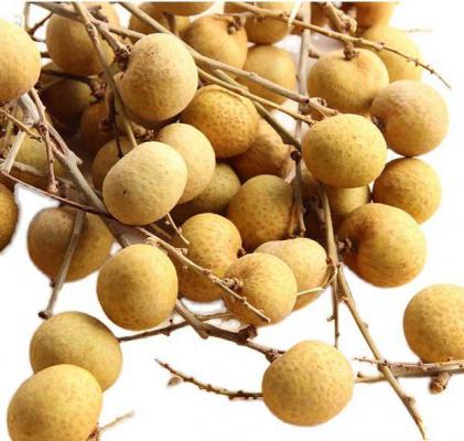 天海1号龙眼品种好不好？