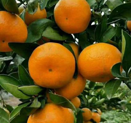 桂橘一号柑橘品种好不好？