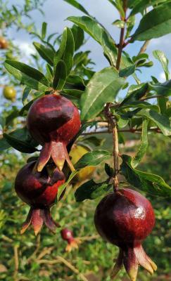 紫美石榴品种好不好？