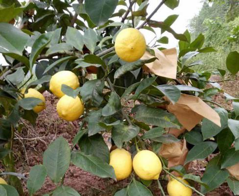 锡拉库萨柠檬品种好不好？