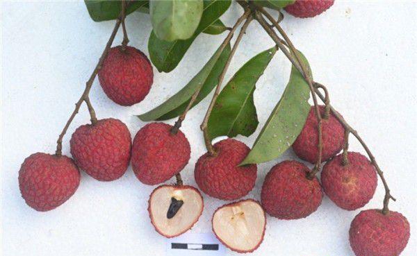 玲珑荔枝品种好不好？