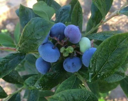 甜心蓝莓品种好不好？