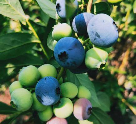 德珀蓝莓品种好不好？