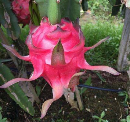 火龙果不甜是怎么回事？