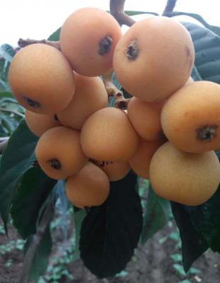 春花1号枇杷品种好不好？