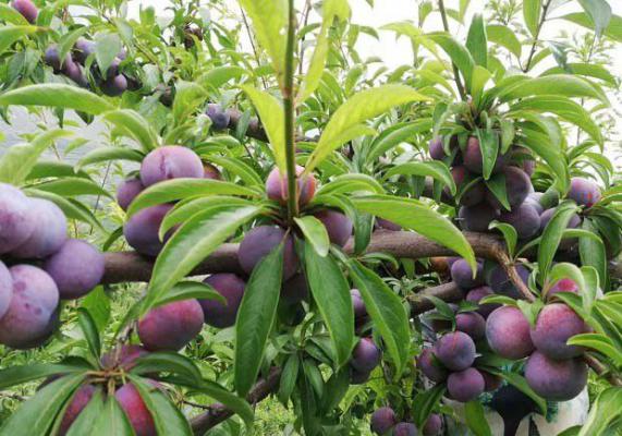 从早1号李子品种好不好？