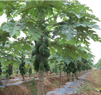 红日3号木瓜品种好不好？