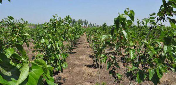 粤桑119桑叶品种好不好？