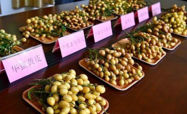 华蜜2号黄皮品种好不好？