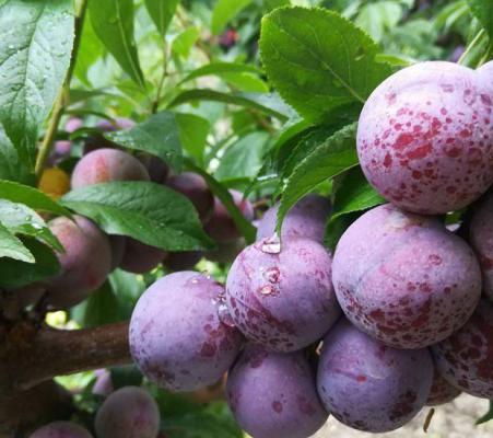 公主红李子品种好不好？