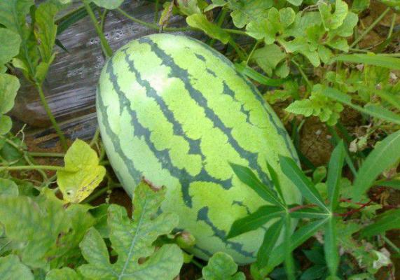 花蜜无籽西瓜品种好不好？