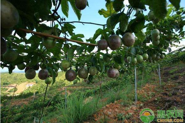 百香果病毒病症状以及防治措施