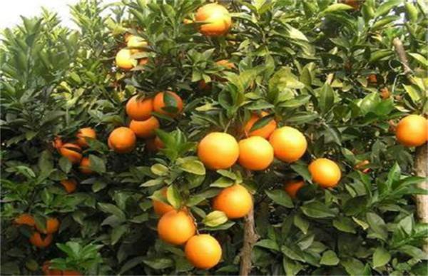 柑橘除酸增甜措施