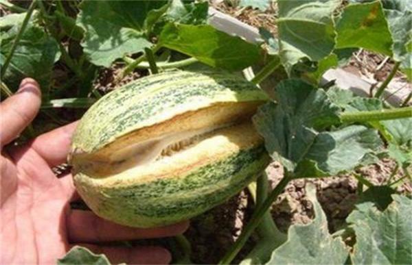 甜瓜崩纹的原因及预防措施