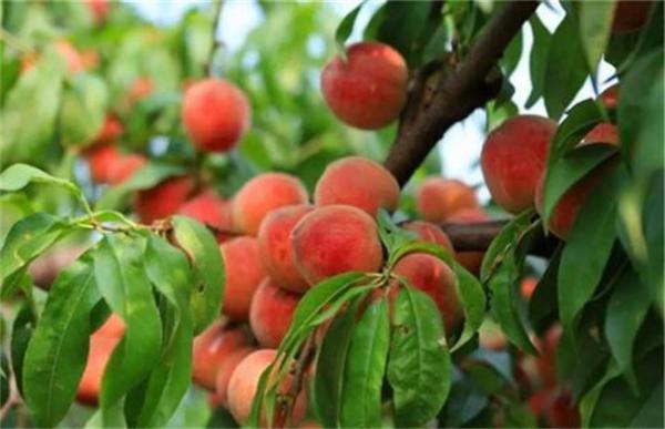 桃树采果后如何管理